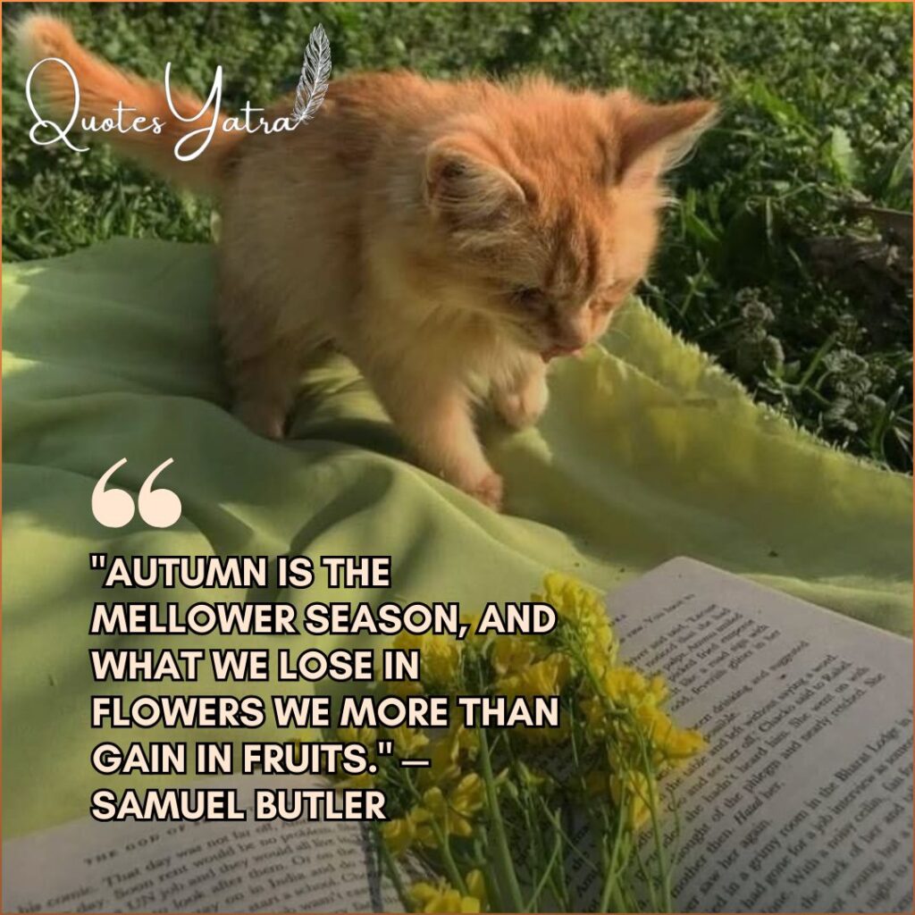 Ginger kitten on a green blanket with yellow flowers and Autumn March Quotes for the Southern Hemisphere.